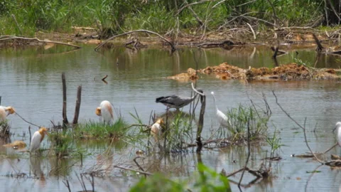 Asian openbill stork walking in swamp wetland with egrets Stock-Footage 345986344