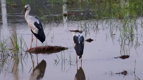 Asian Openbill Storks (Anastomus oscitans) standing in Flooded Rice Paddies Stock Footage 320092822