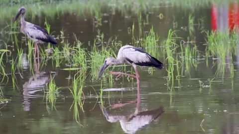 Asian Openbill Storks (Anastomus oscitans) in Flooded Rice Paddies, slow motion Stock Footage 320092980