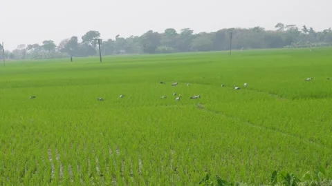 Asian openbill storks on the field Stock Footage 304060061