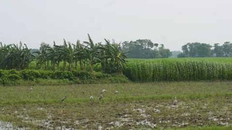 Asian openbill storks Видео 344256004
