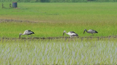 Asian openbill storks Stock Footage 344283354