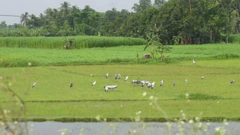 Asian openbill storks Stock Footage 346726368