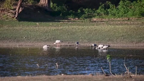 Asian openbill storks looking around for food in water in Kanha national park Stock Footage 299896027