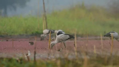 Asian openbill storks or openbills Stock Footage 297871266