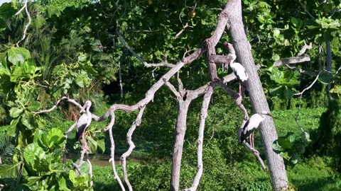 Asian openbill storks perch on tangled branches Stock Footage 344803872