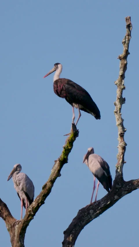 Asian Openbill Storks Perched On Bare Tree Branches In India Stock Footage 344238041