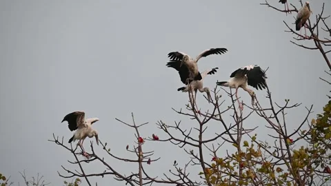 Asian openbill storks perched in a group atop a tree in Tadoba national park Stock Footage 272142643