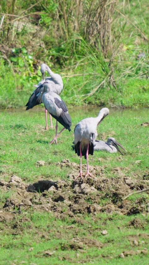 Asian Openbill Storks Preening Feathers In Indian Wetland Environment Stock Footage 344237875