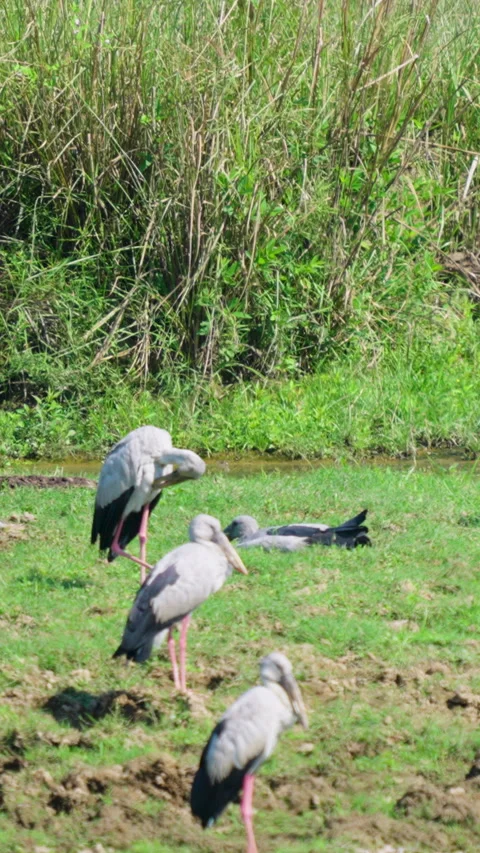 Asian Openbill Storks Resting In Green Wetland Meadow In India Stock Footage 344237793