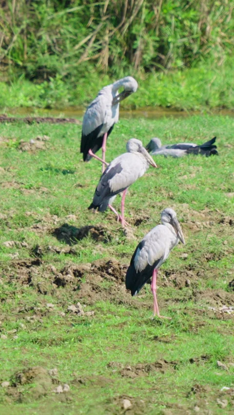 Asian Openbill Storks Standing In Grassy Field In India Stock Footage 344237683