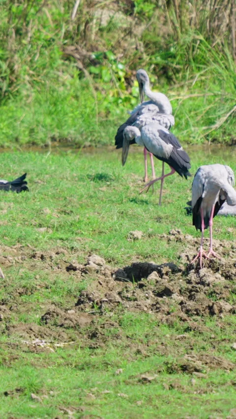 Asian Openbill Storks Standing In Natural Wetland Habitat In India Stock Footage 344237601