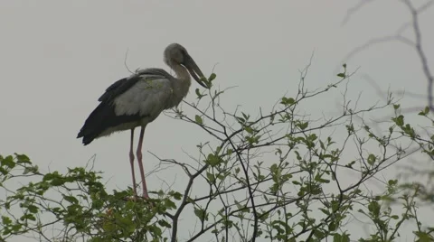 Asian openbills bird standing on the tree branch Stock Footage 63422780