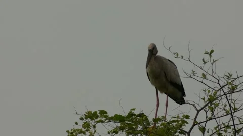 Asian openbills bird standing on the tree branch 스톡 동영상 64076345
