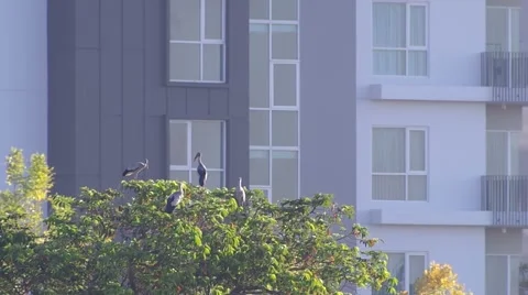 Asian openbills resting on the tree in front of the building Video stock 60051506