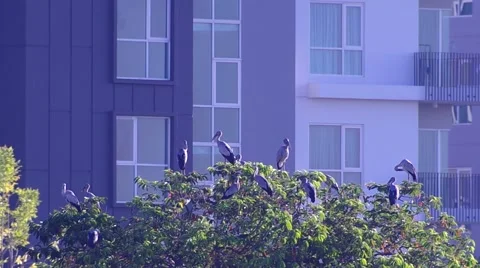 Asian openbills resting on the tree in front of the building Stock Footage 60236032