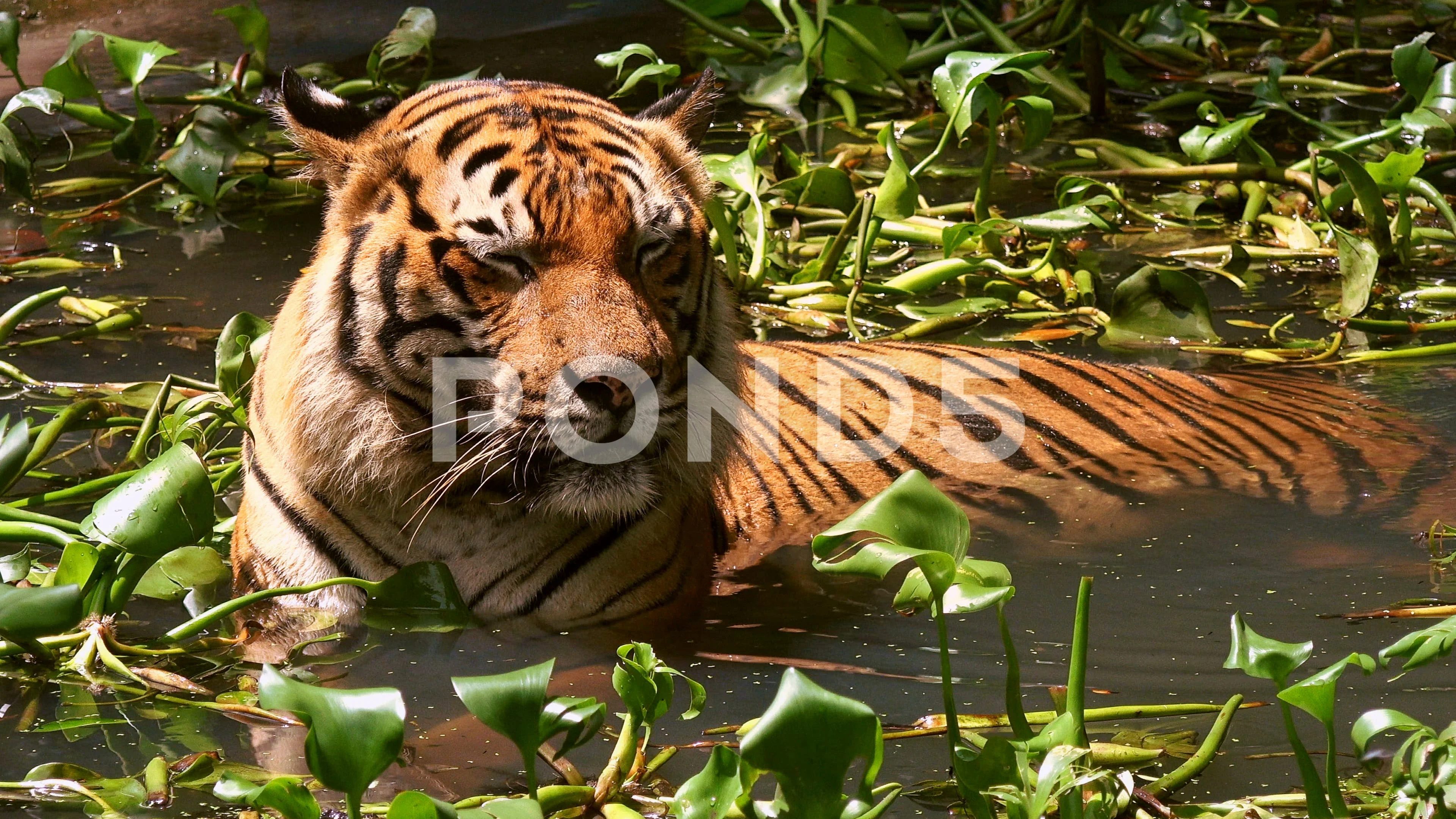 Bengal Tiger  Rainforest Animals