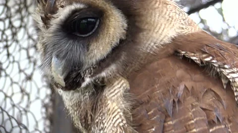 An Asian Owl (extrem close-up) Stock-Footage 42138743