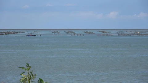 Asian oyster farm Stock Footage 87198833