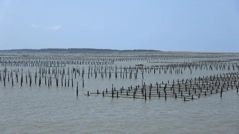 Asian oyster farm Stock Footage 87241126