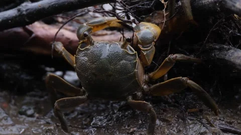 The Asian paddle crab Stock Footage 286807442