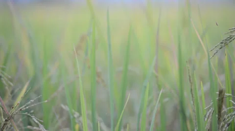 Asian paddy field 库存影片 34779067