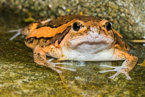 Asian painted frog Stock Photos