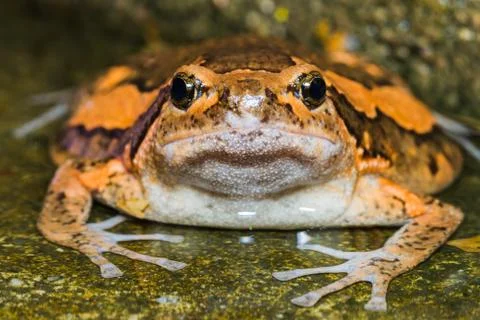 Asian painted frog Stock Photos