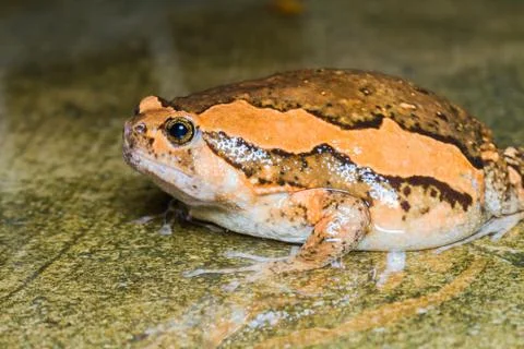 Asian painted frog Stock Photos