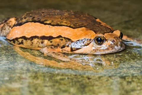 Asian painted frog Stock Photos