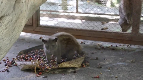 Asian palm civet (cat) eats beans for kopi luwak (special coffee) Stock Footage