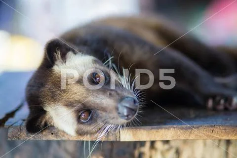 Photograph: Asian Palm Civet produces Kopi luwak Asian Palm Civet ...