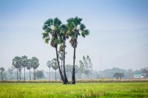 Asian Palmyra palm ,Sugar palm tree surrounded with  rice field in Phetchabur Stock Photos