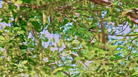 Asian Paradise Flycatcher in between the tree leaves Video stock 157381791