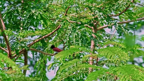 Asian Paradise Flycatcher Calling in between tree branches Stock Footage 157382618