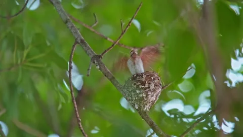 Asian Paradise Flycatcher chick flapping wings in nest Stock Footage 157382965