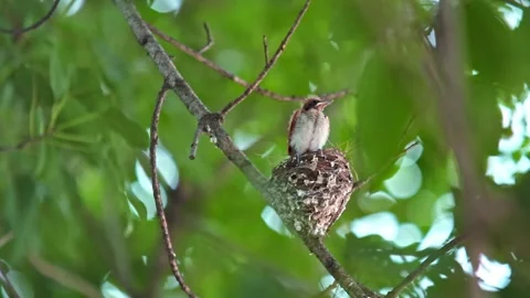 Asian Paradise Flycatcher chick flapping wings in nest Stock Footage 157382977