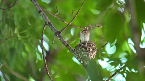 Asian Paradise Flycatcher chick flapping wings in nest Stock Footage 157384247