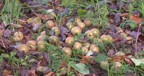 Asian pear falling on the ground.  Pyrus kunoriana Koidz. Stock Footage 81440182