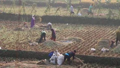 Asian Peasants Working In A Field (3 of 5) Stock Footage 85281092