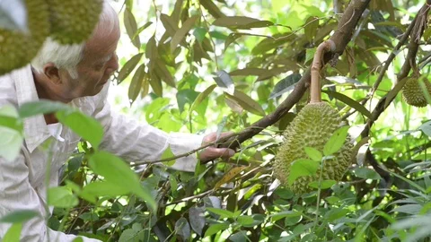 Asian people and durian tree. Stock Footage