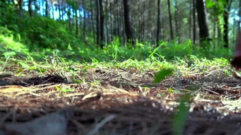 Asian people taking pine cone Stock Footage 228147630
