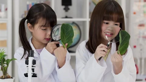 Asian Primary Students Examining Green Leaves with Magnifying Glasses Stock Footage 346018317