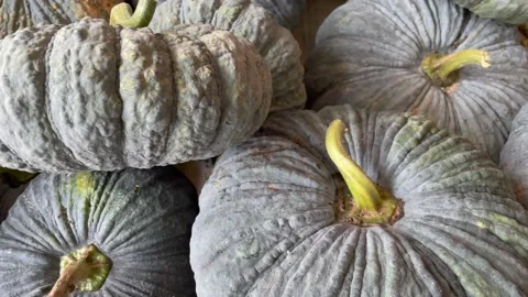 Asian pumpkins are placed in large numbers. Stock Footage 150920905