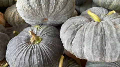 Asian pumpkins are placed in large numbers. Stock Footage 150920906