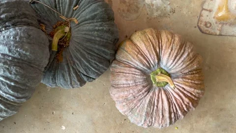 Asian pumpkins are placed in large numbers. Stock Footage 150920907