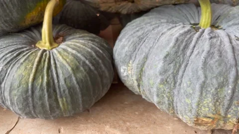 Asian pumpkins are placed in large numbers. Stock Footage 150920908