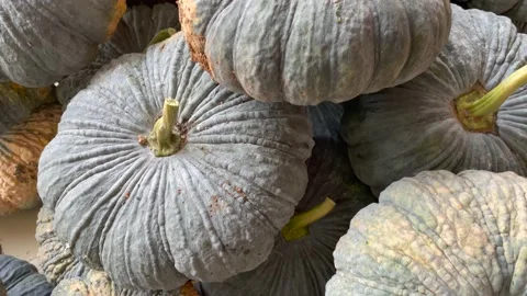 Asian pumpkins are placed in large numbers. Stock Footage 150920912