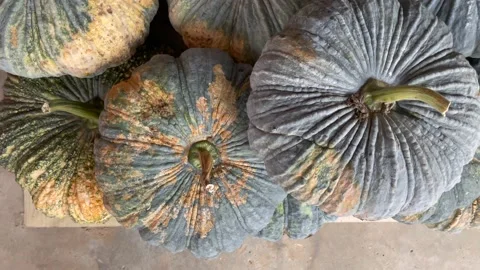 Asian pumpkins are placed in large numbers. Stock Footage 151057365