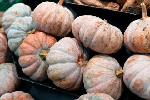 Asian Pumpkins background Stock Photos